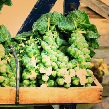 brussel sprouts