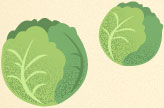 cabbage