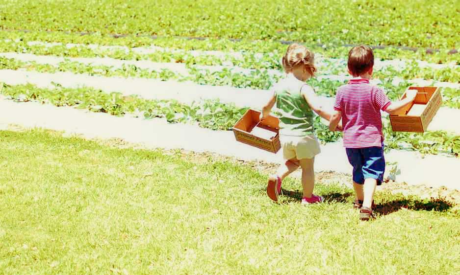 kids picking strawberries