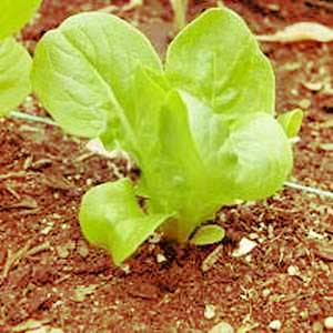 baby lettuce