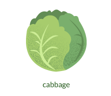 cabbage