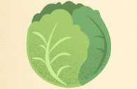 cabbage