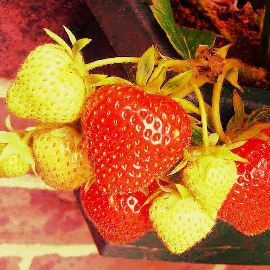 strawberries